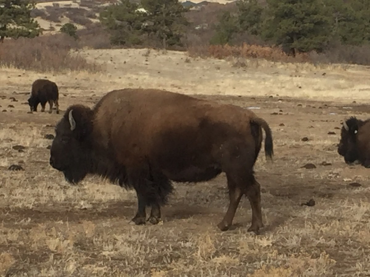 Chasing Buffalo…